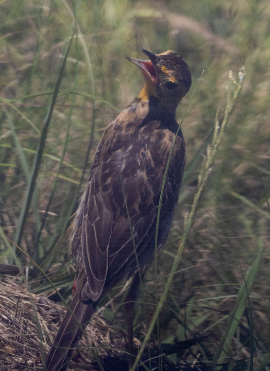 Orange-throated Longclaw - Sam Zuckerman