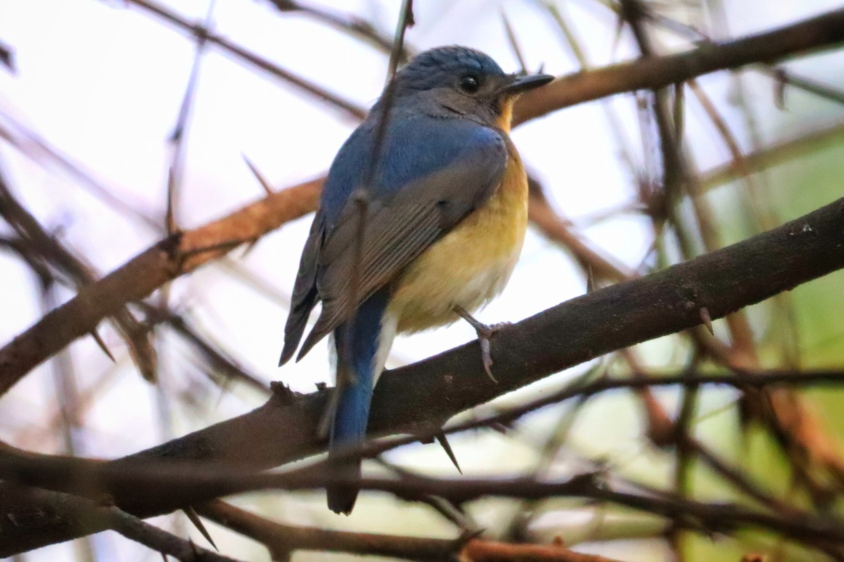 Tickell's Blue Flycatcher - ML616139441