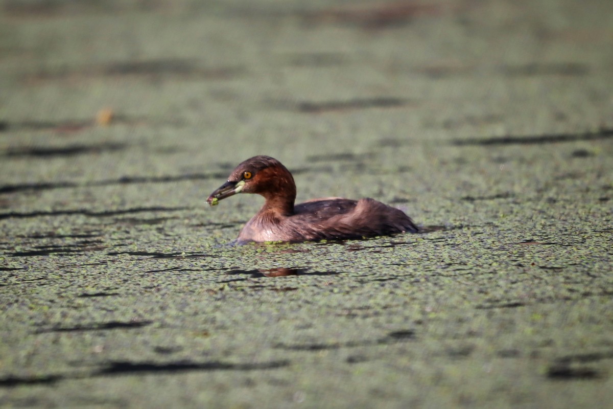 Little Grebe - ML616139450