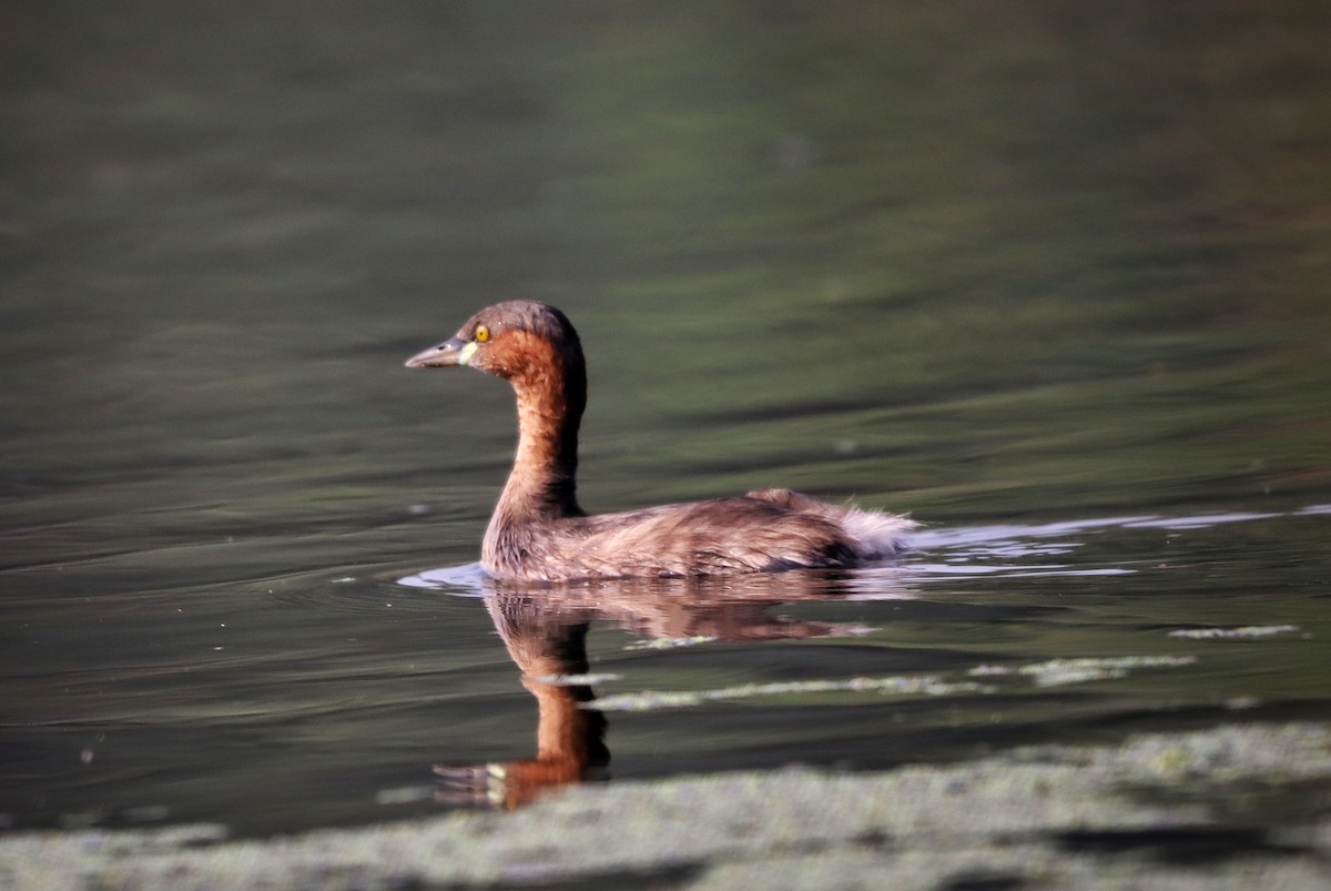 Little Grebe - ML616139451