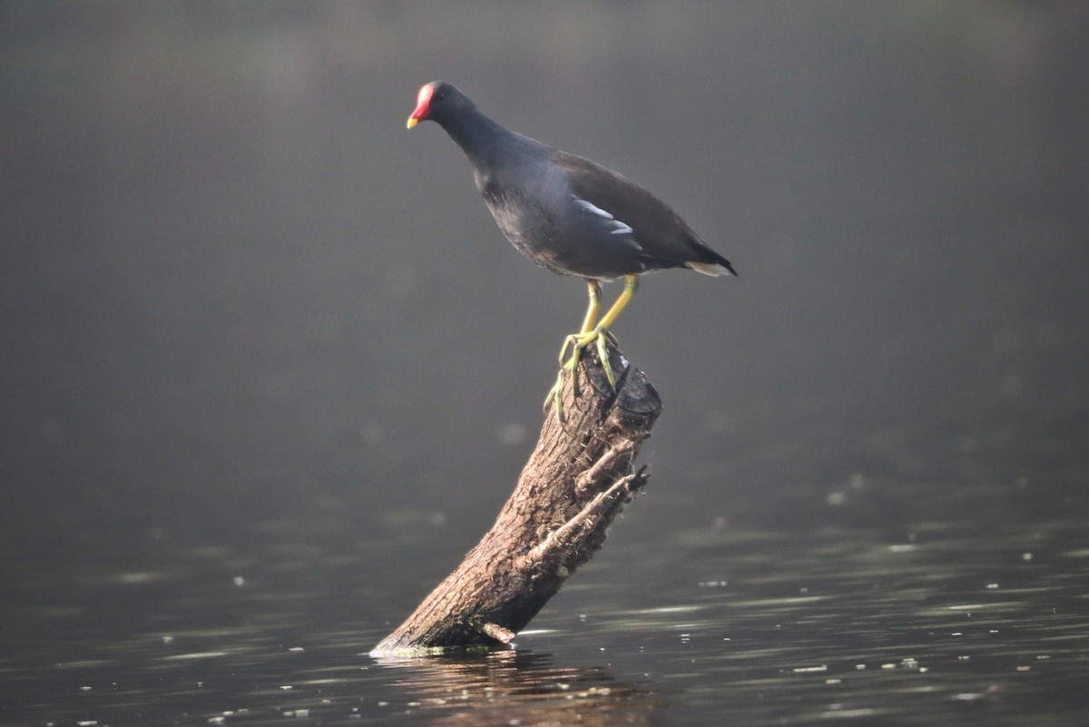 Gallinule poule-d'eau - ML616139452