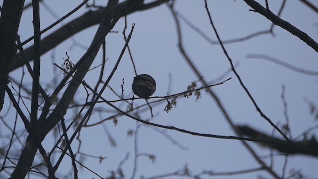 Purple Finch - ML616139456