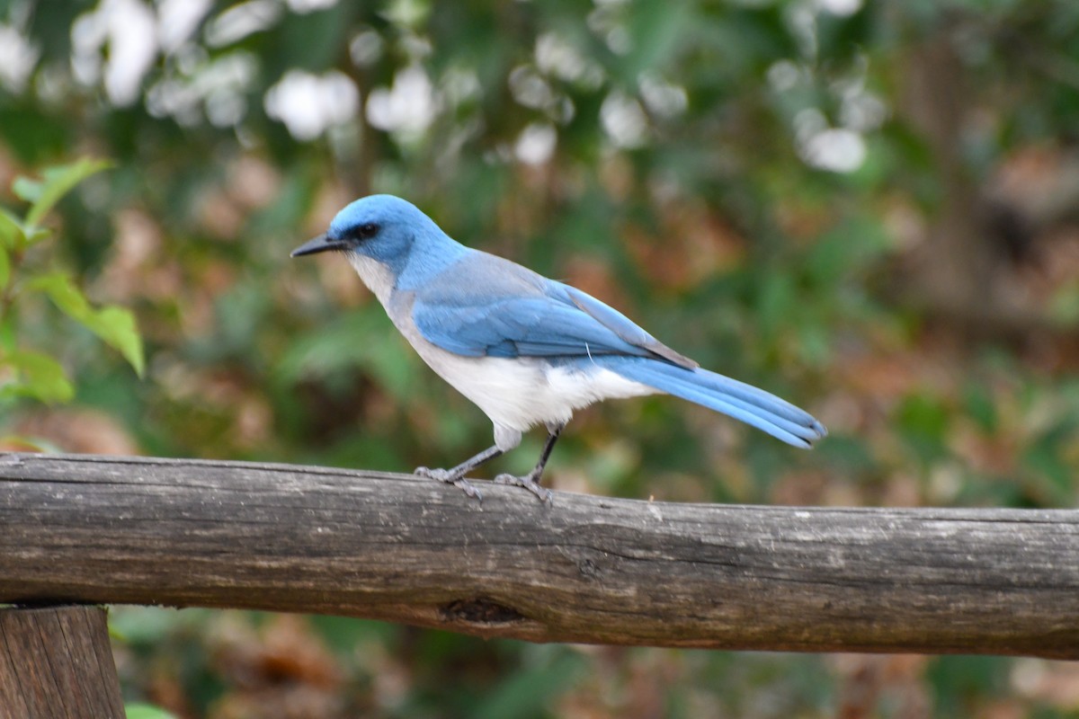 Mexican Jay - ML616139468