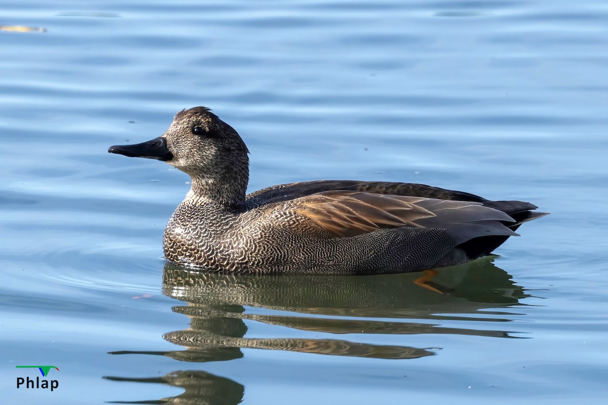 Gadwall - ML616139501