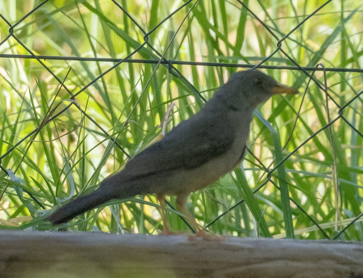 Karoo Thrush - Sam Zuckerman