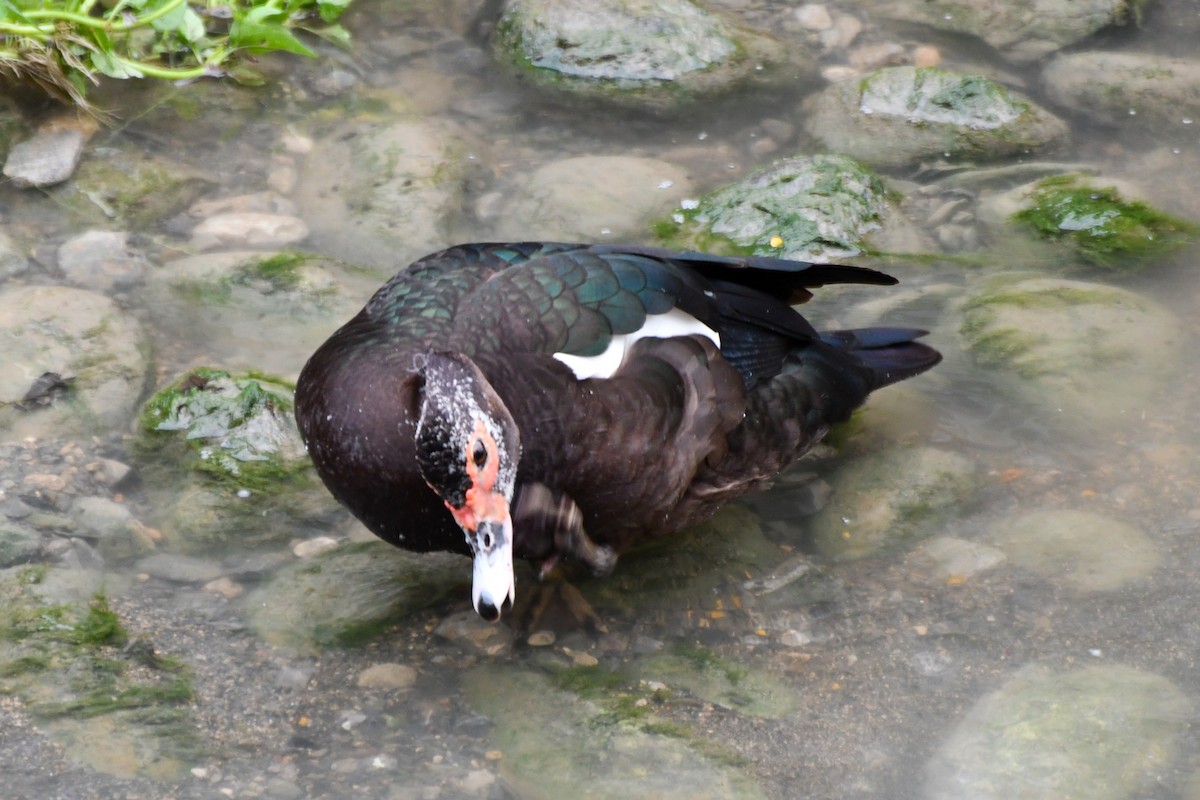 Muscovy Duck (Domestic type) - ML616139527