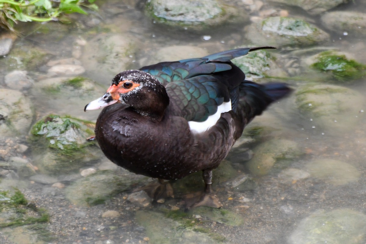 Muscovy Duck (Domestic type) - ML616139528