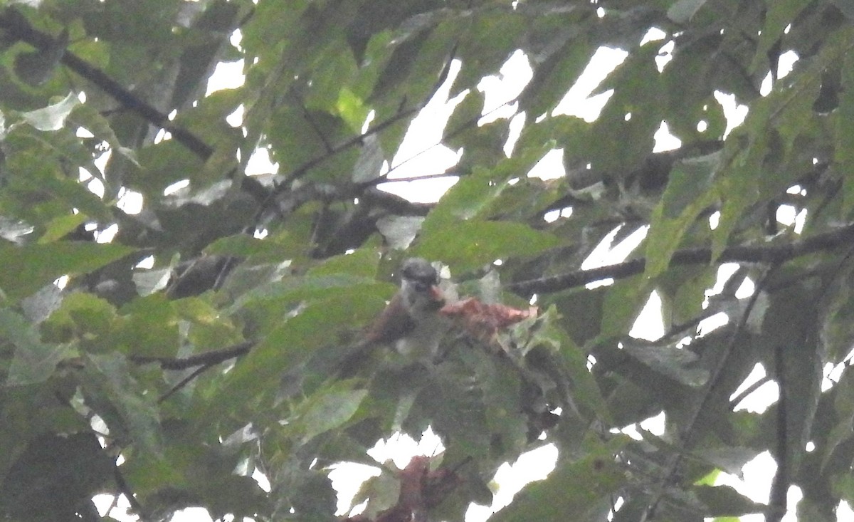 Gray-headed Parrotbill - Thananh KH.
