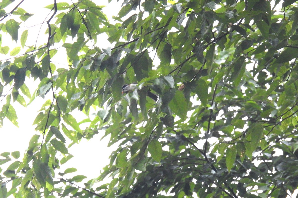 Gray-headed Parrotbill - Thananh KH.