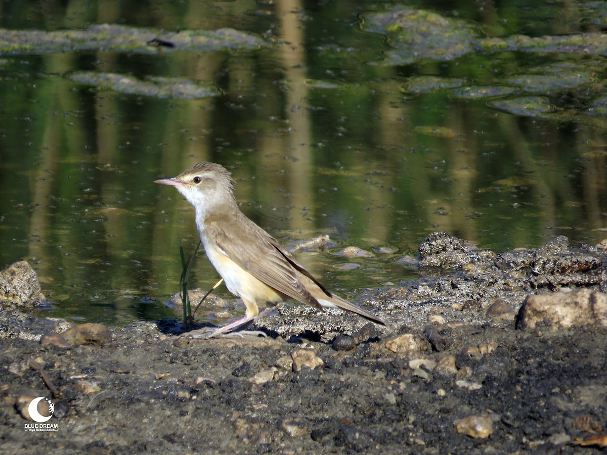 Great Reed Warbler - Roya Rezaei Saleh