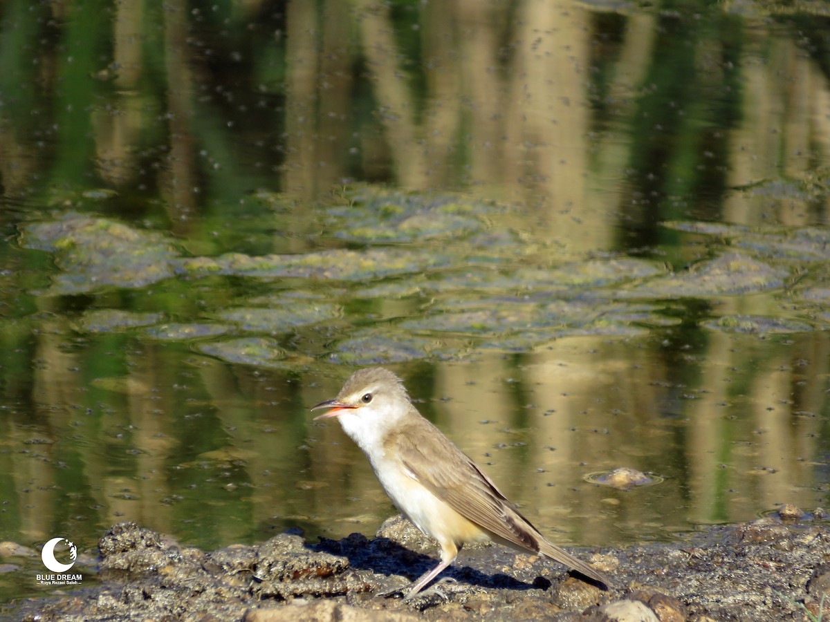 Great Reed Warbler - Roya Rezaei Saleh