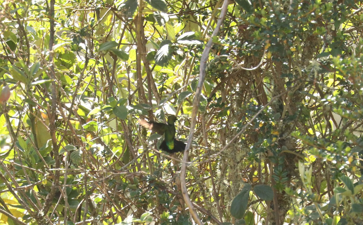 Purple-backed Thornbill - ML616139646