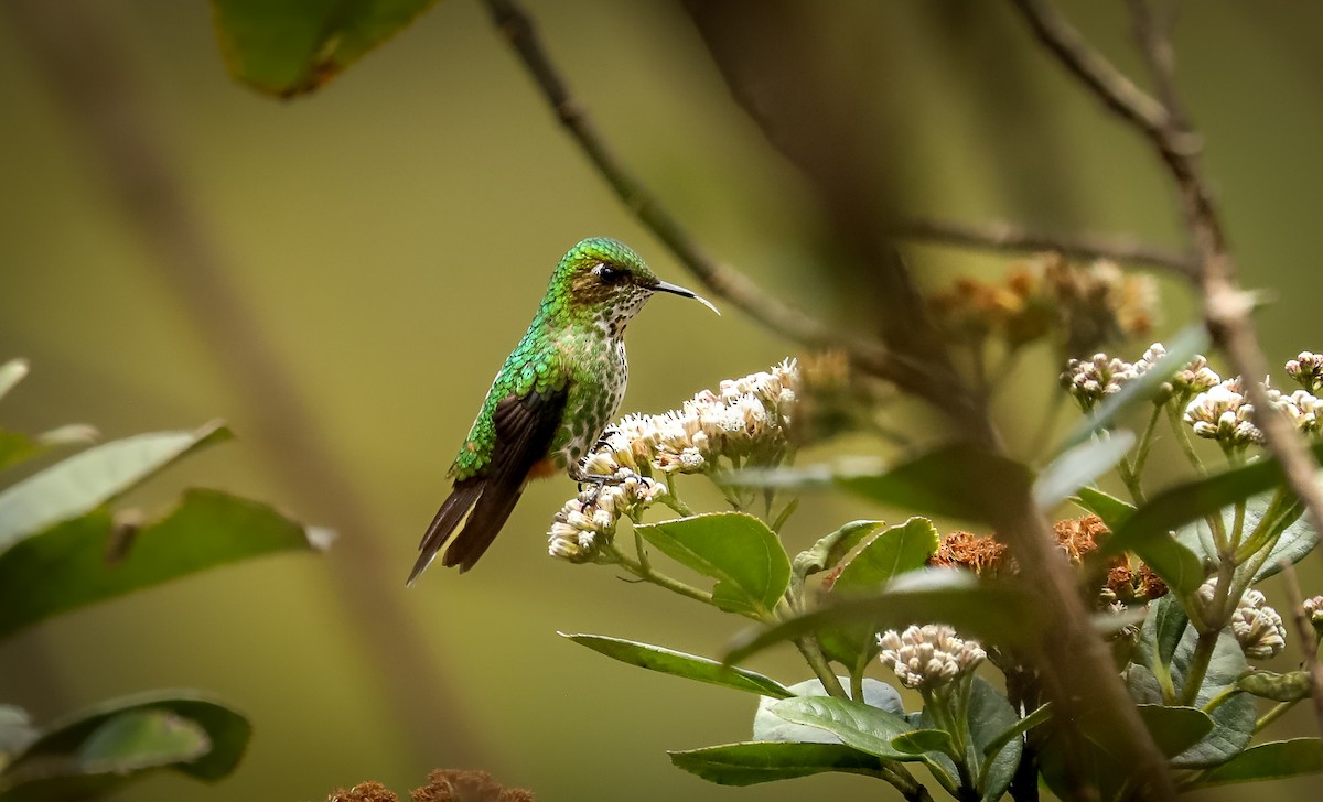 Colibrí Piquicorto Común - ML616139647