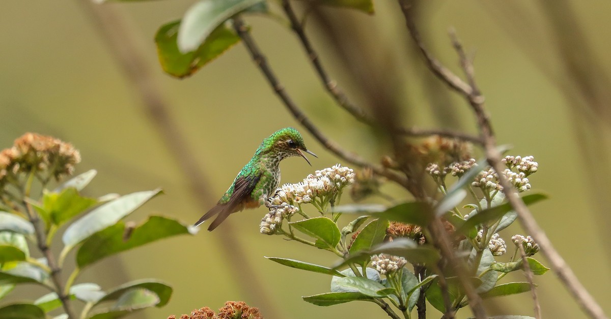 Colibrí Piquicorto Común - ML616139648