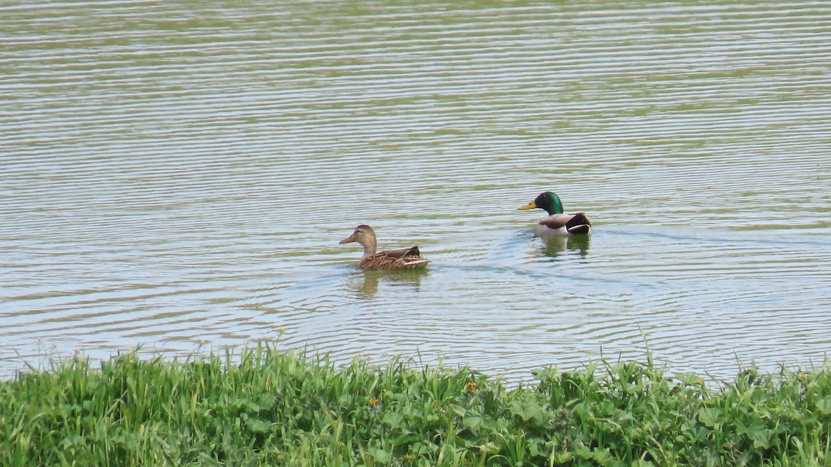 Mallard - Petra Clayton