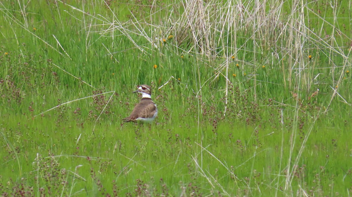 Killdeer - Petra Clayton