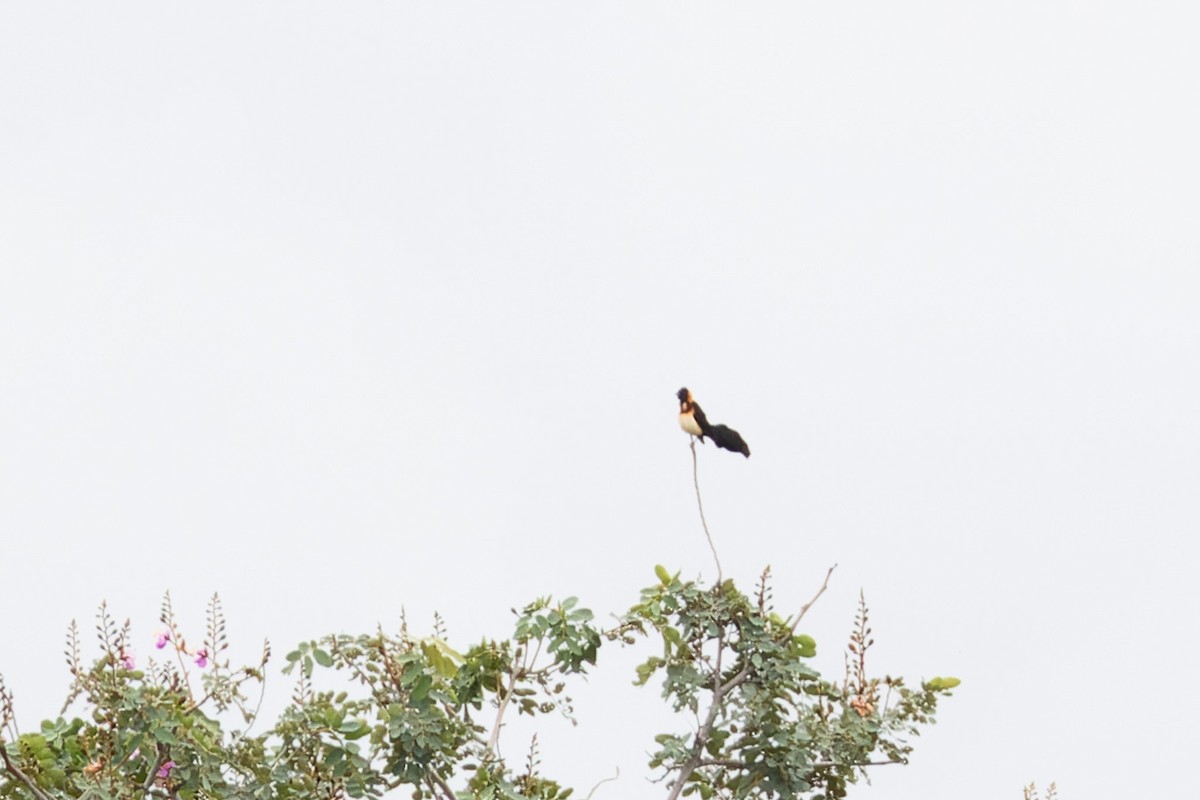 Broad-tailed Paradise-Whydah - ML616139770