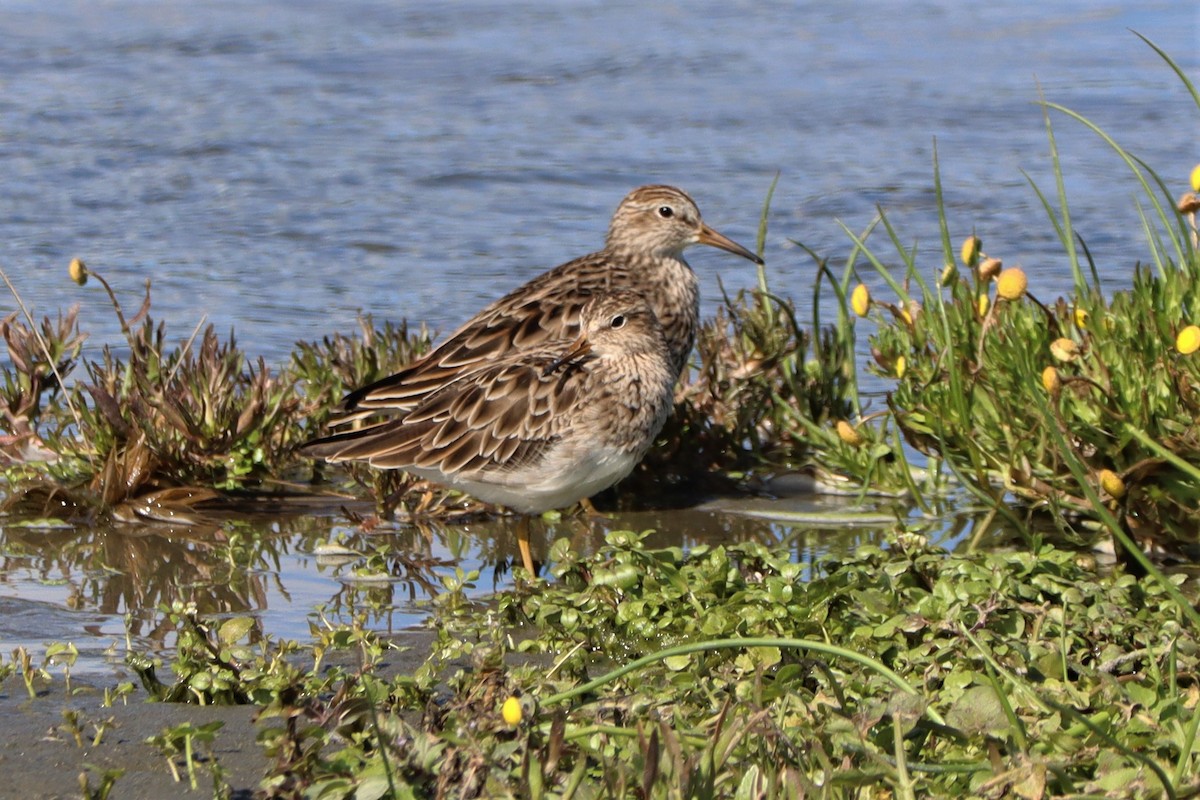 Graubrust-Strandläufer - ML616139804