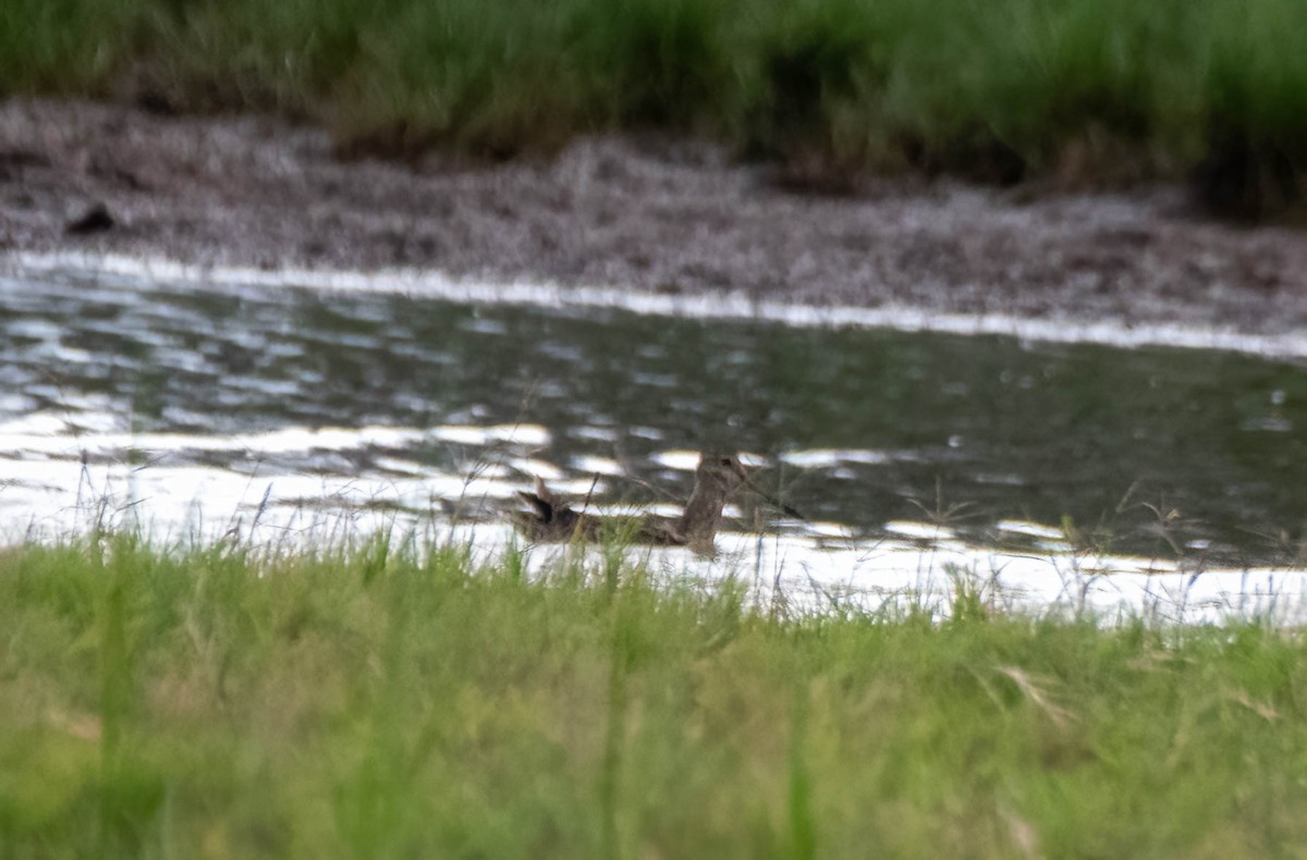 Latham's Snipe - ML616139807