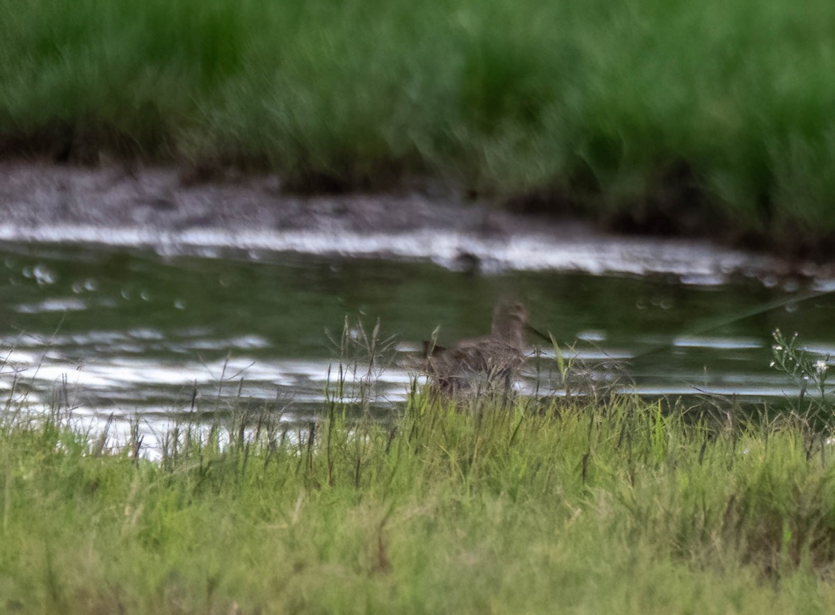 Latham's Snipe - ML616139808