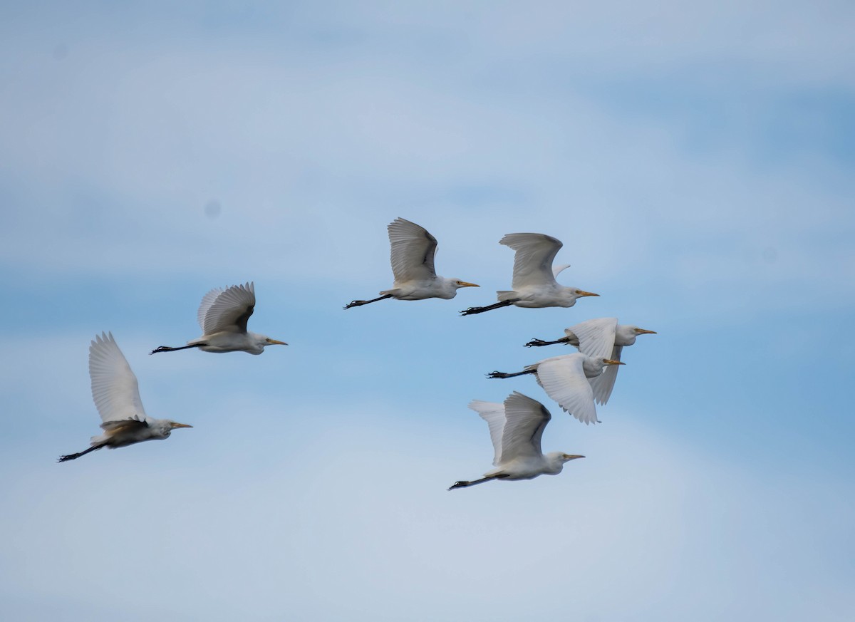 Eastern Cattle Egret - ML616139820