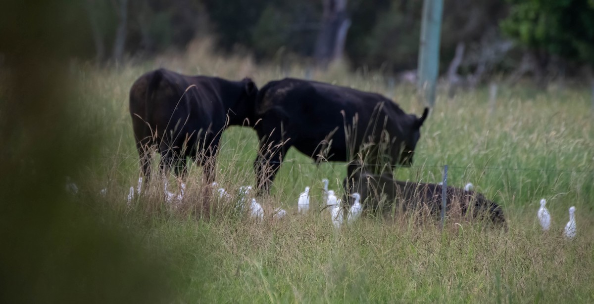 Eastern Cattle Egret - ML616139821