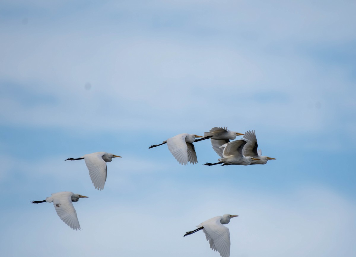 Eastern Cattle Egret - ML616139822