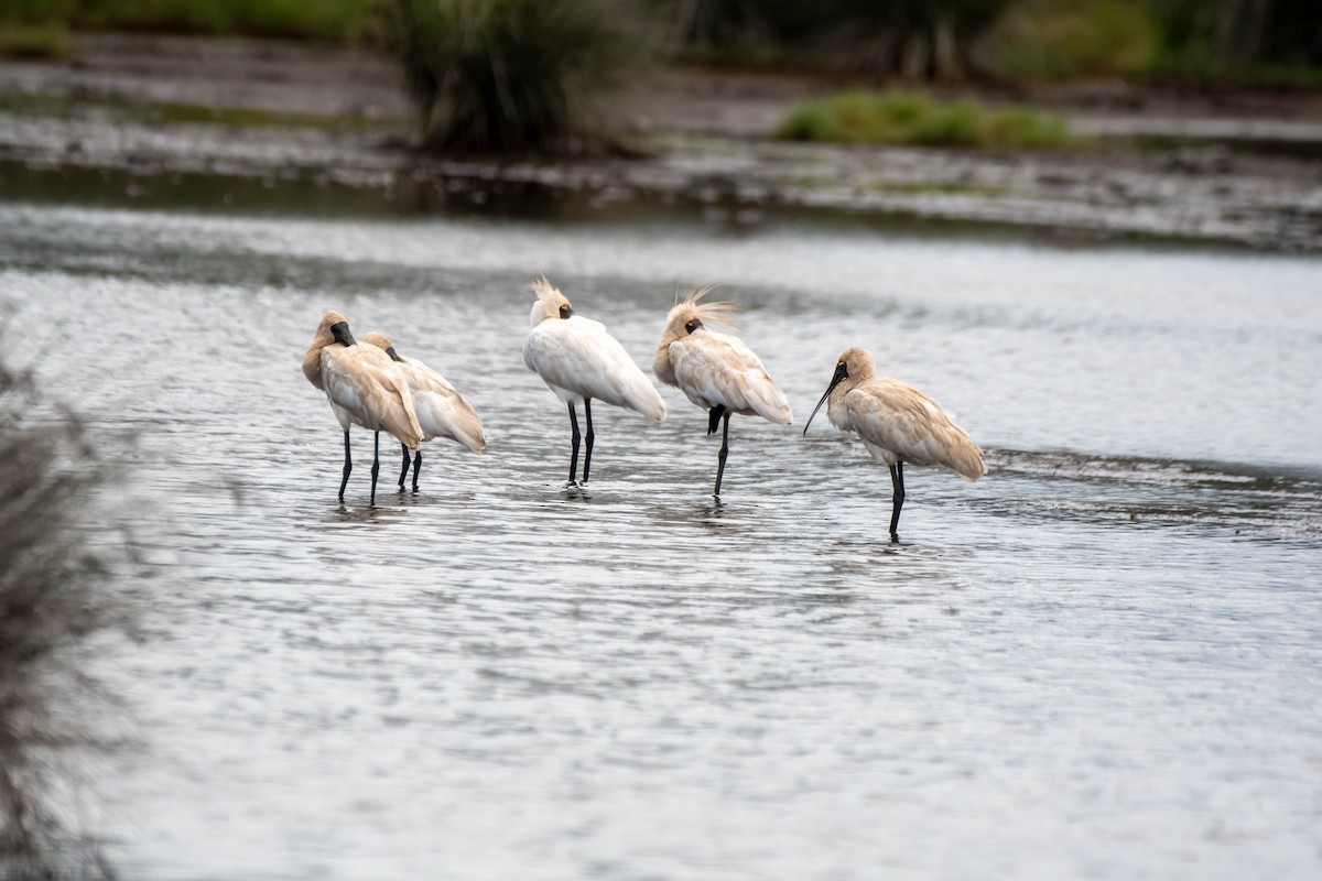 Royal Spoonbill - Gordon Arthur