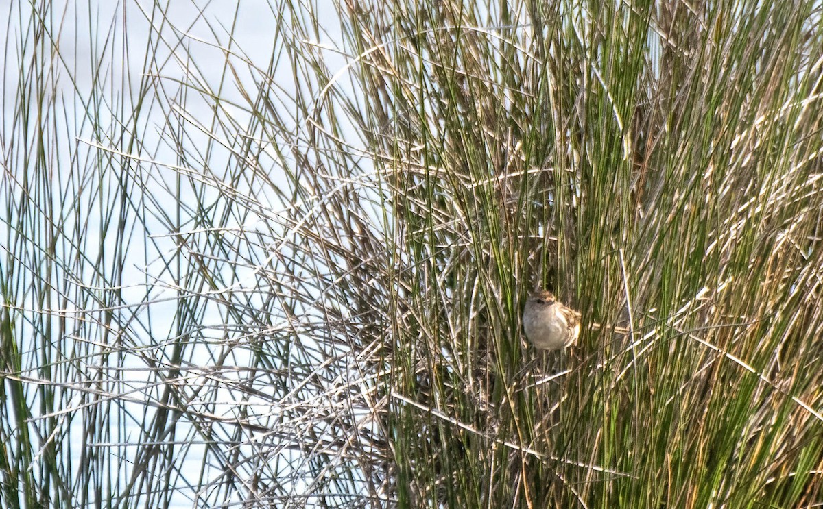 Little Grassbird - ML616139837