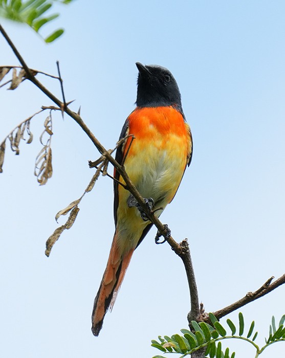 Small Minivet - ML616139846