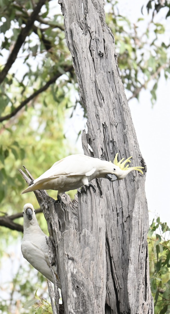Sulphur-crested Cockatoo - Ana de Joux