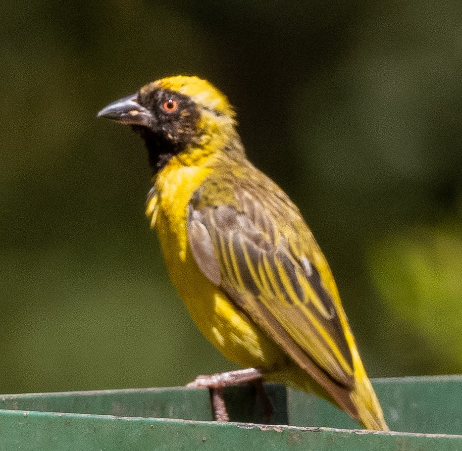 Southern Masked-Weaver - Sam Zuckerman