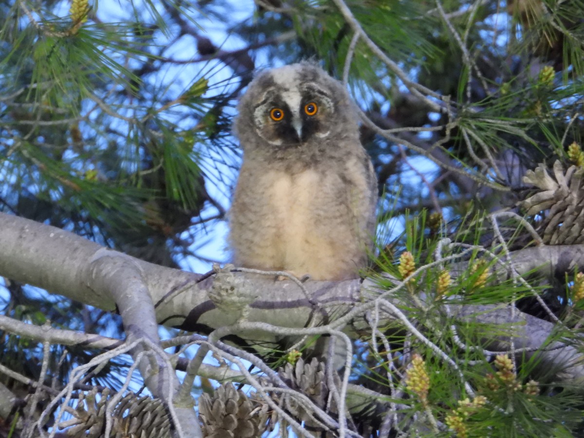 Hontz ertaina - ML616139963