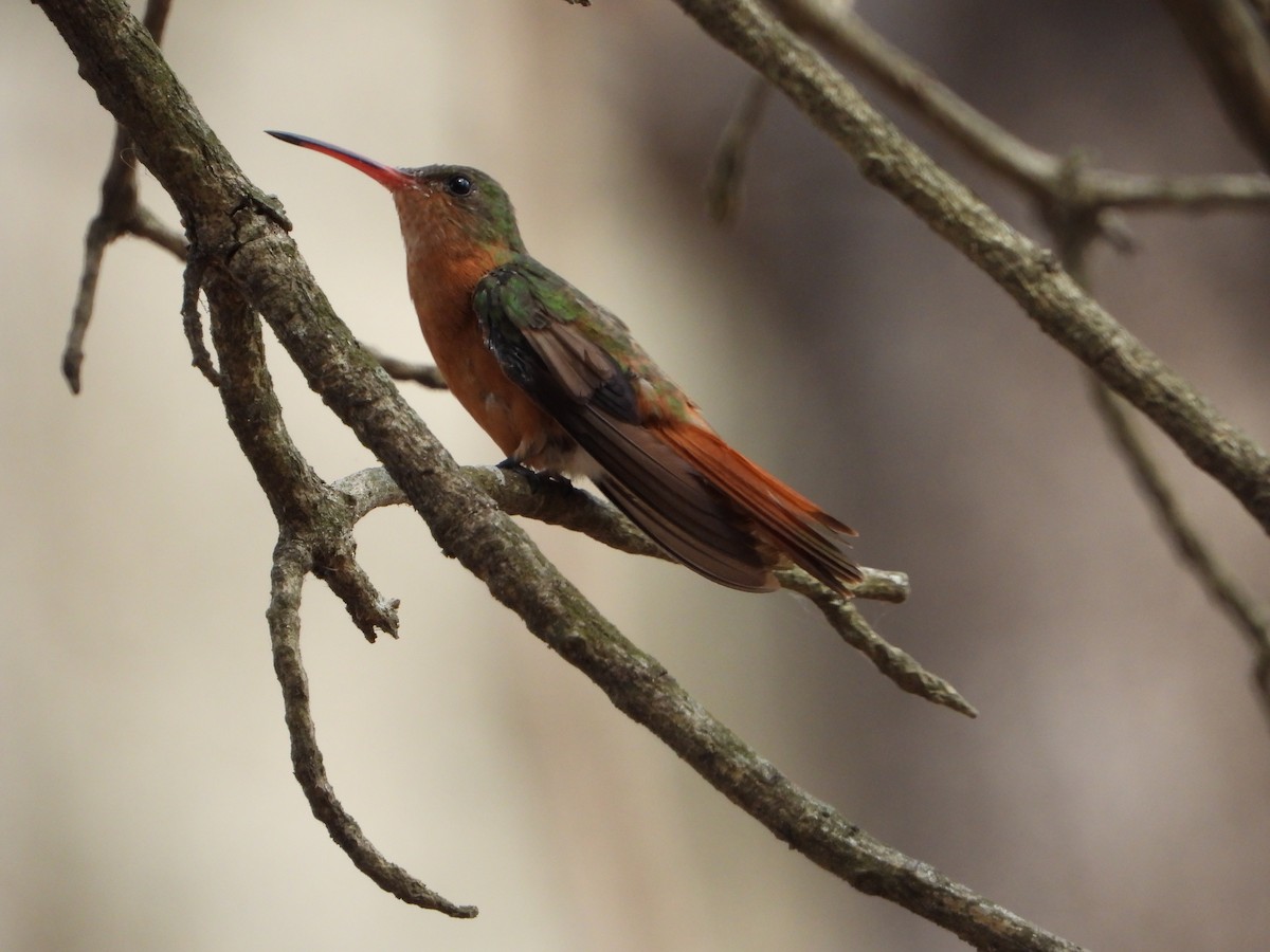 kolibřík ryšavý - ML616139976