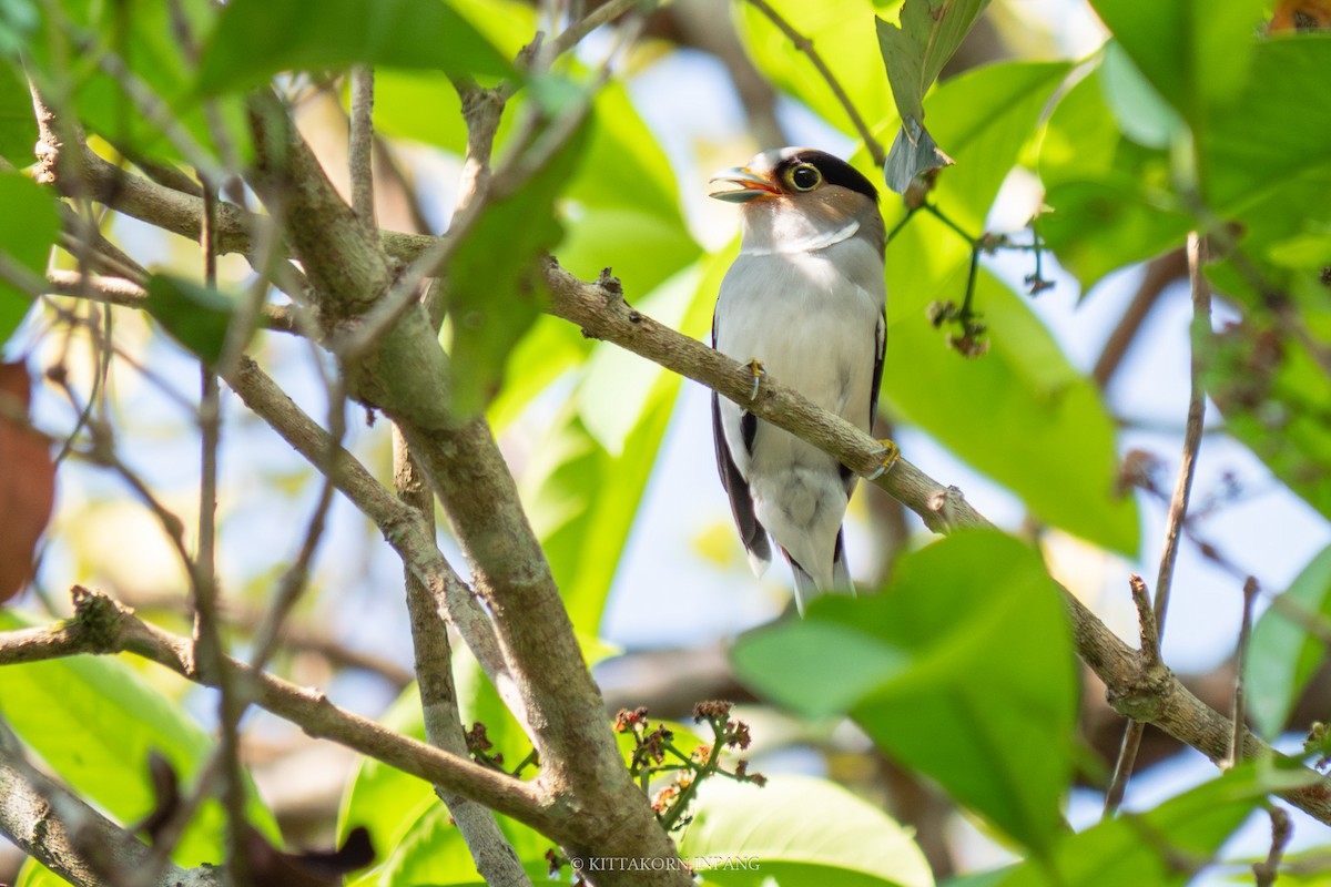 Silver-breasted Broadbill - Kittakorn Inpang