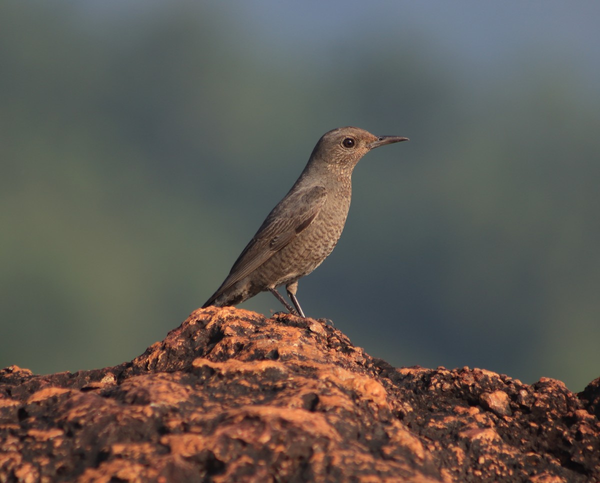 Blue Rock-Thrush - ML616140176