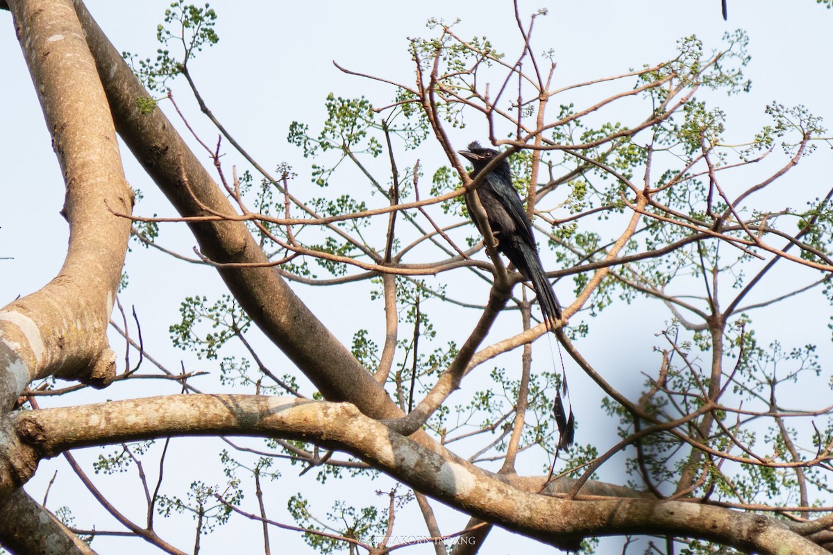 Greater Racket-tailed Drongo - Kittakorn Inpang