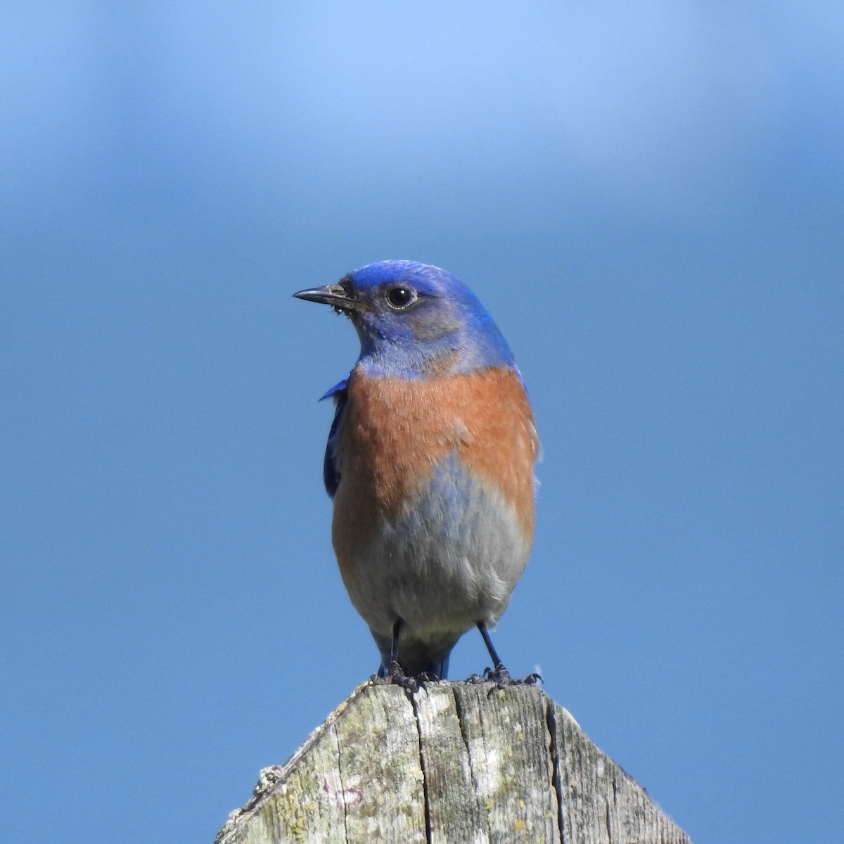 Western Bluebird - ML616140343