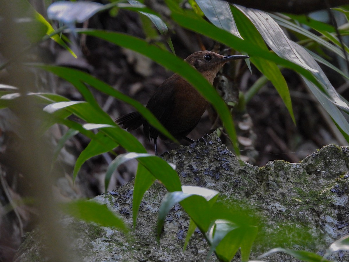 Sumichrast's Wren - Osvaldo Balderas San Miguel