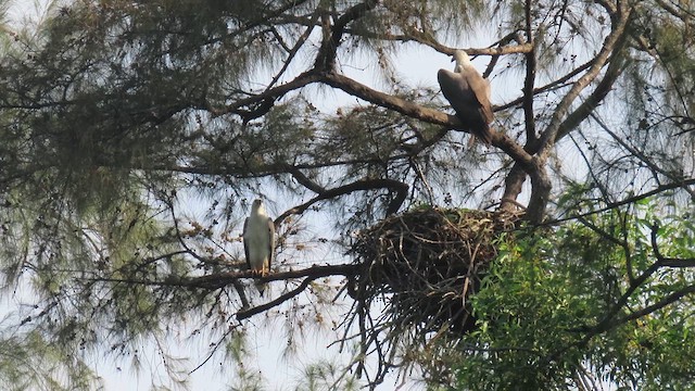 White-bellied Sea-Eagle - ML616140474