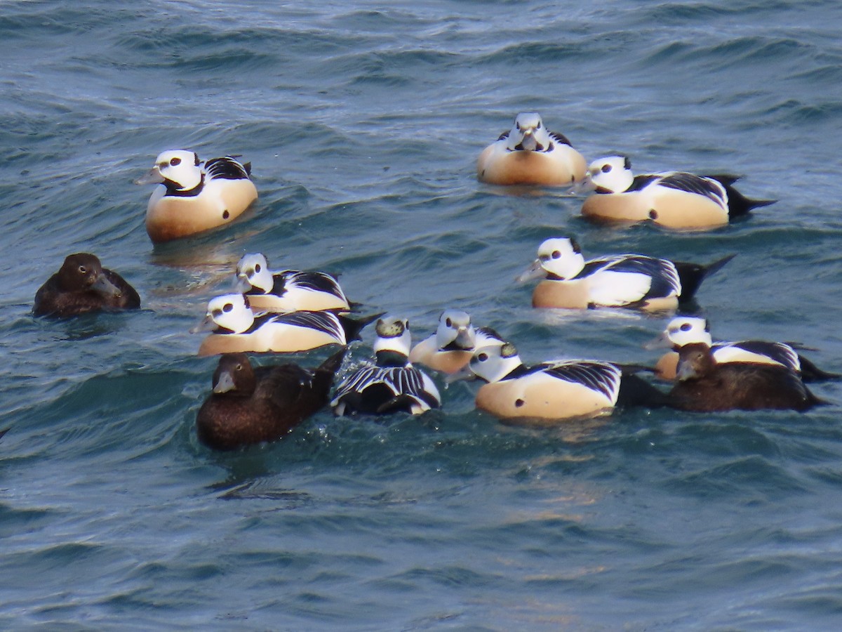 Steller's Eider - Laura Burke