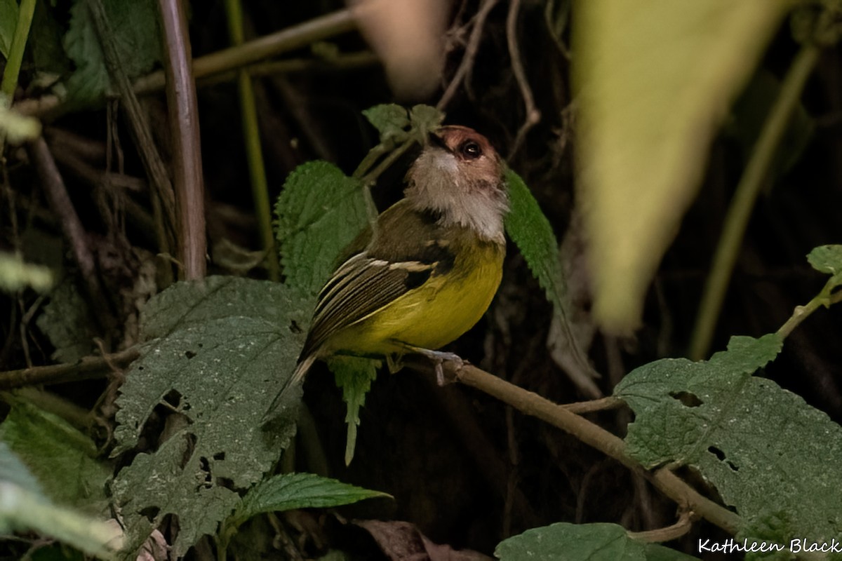 Rufous-crowned Tody-Flycatcher - Kathleen Black