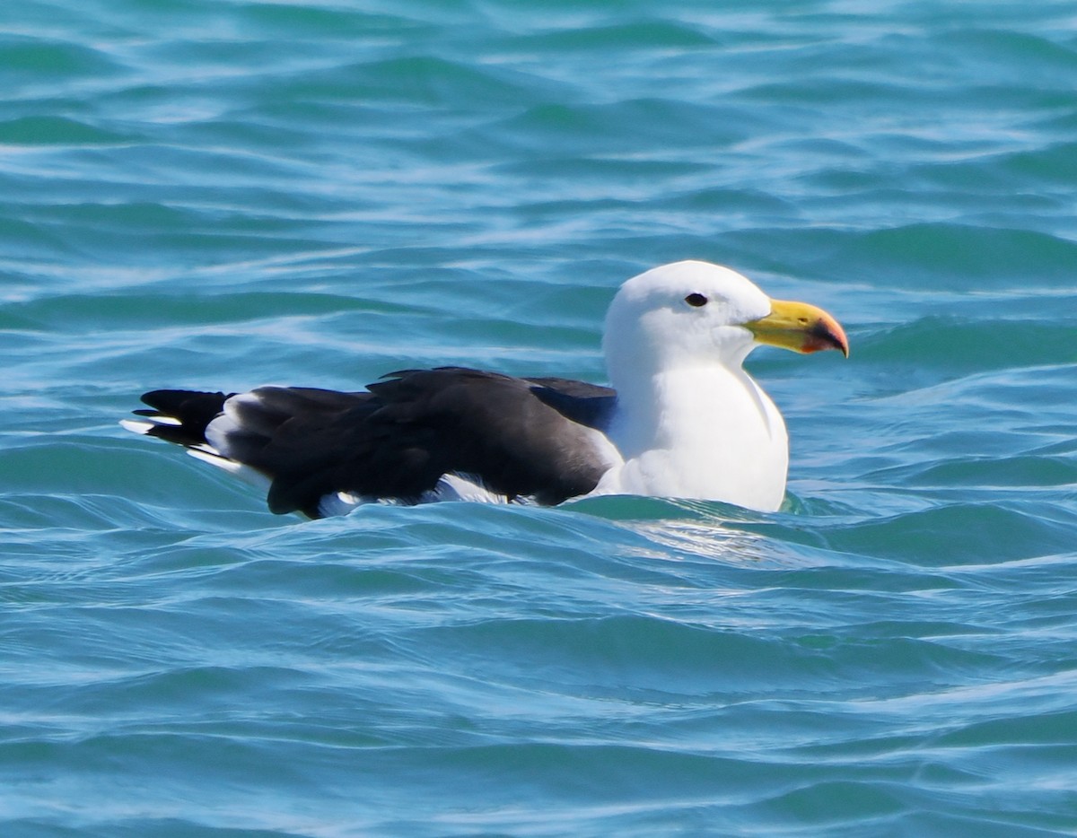 Pacific Gull - ML616140596