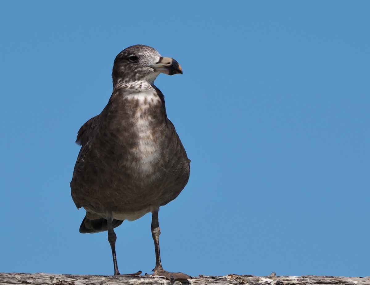 Pacific Gull - ML616140597