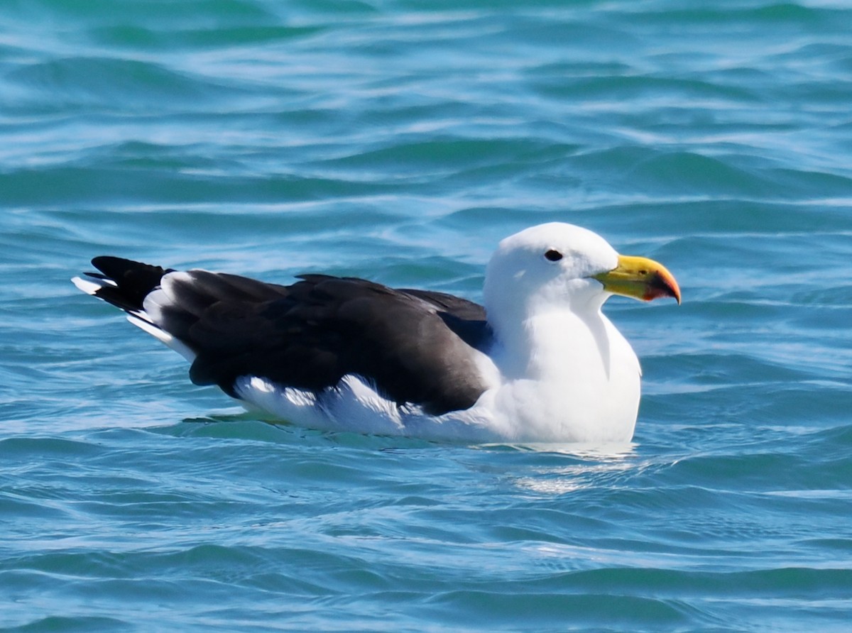 Pacific Gull - ML616140598