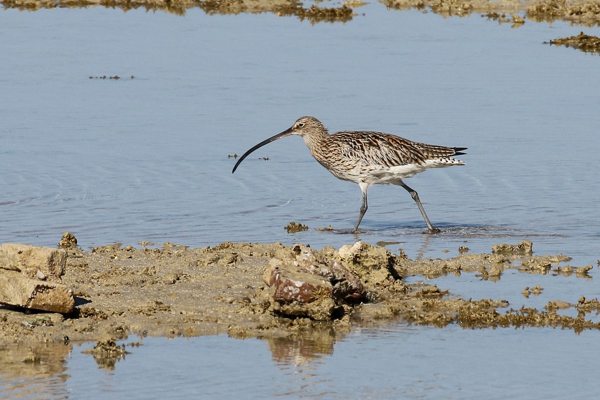 Eurasian Curlew - ML616140611