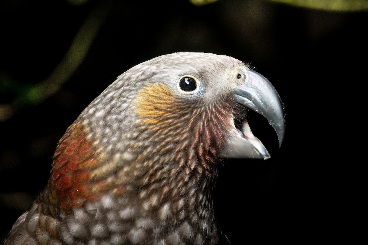 New Zealand Kaka - ML616140650