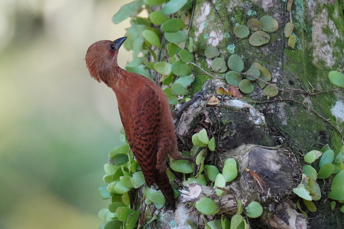 Rufous Woodpecker - ML616140673