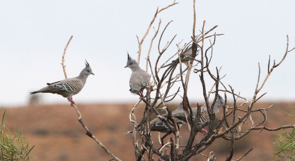 Crested Pigeon - ML616140681