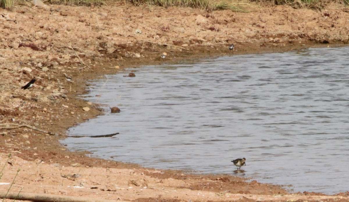 Sharp-tailed Sandpiper - ML616140689